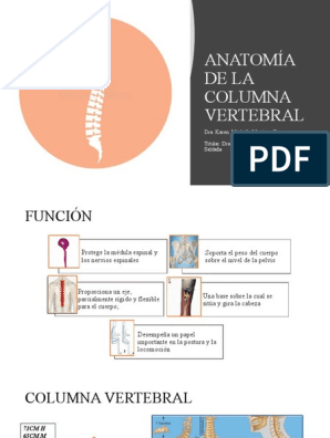 Anatomía de la columna vertebral (I). Curvaturas. - Barcelona