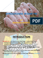 Hypoglycemia in Baby Pig-1