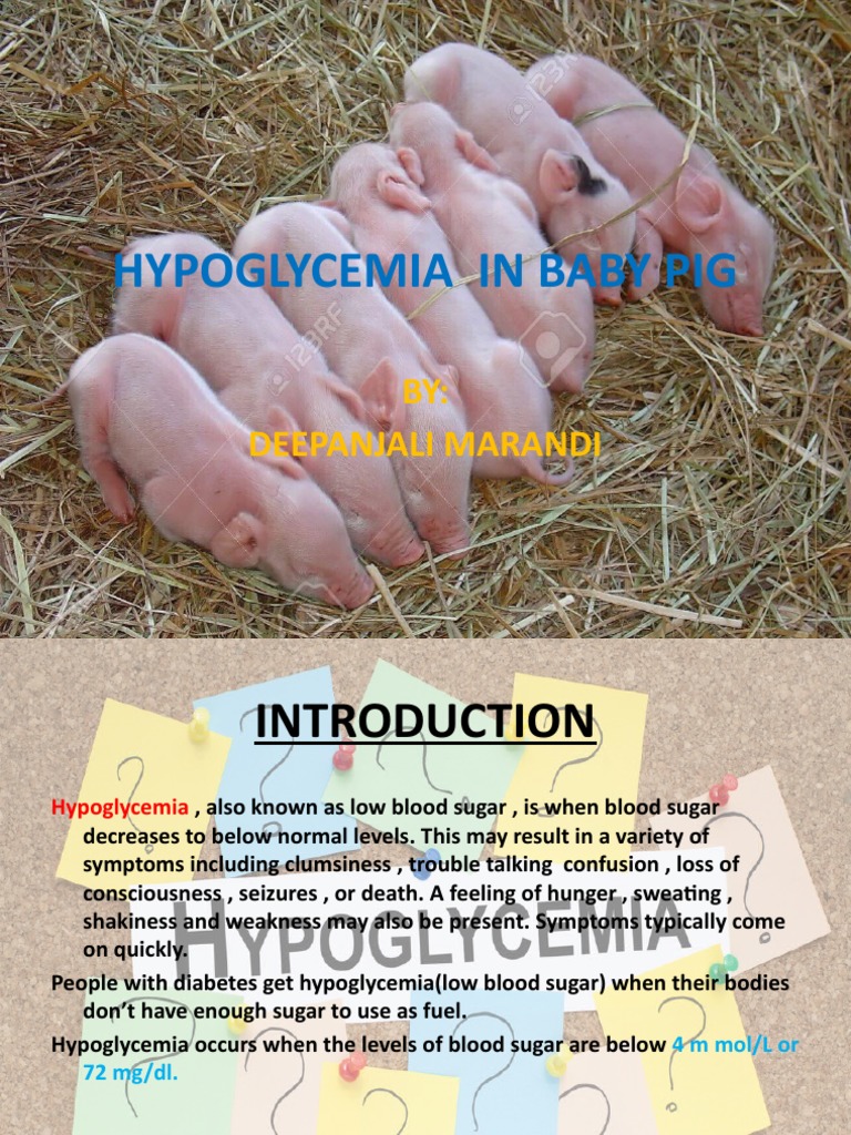Guinea Pig Hypoglycemia Treatment Options