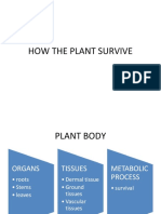 How The Plant Survive