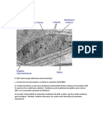 Mitocondria Biologia