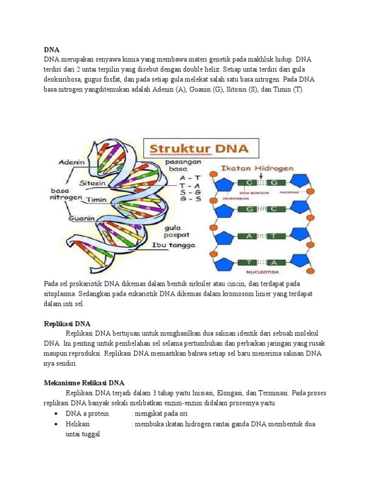 Replikasi DNA | PDF | Sains & Matematika | Kesehatan Holistik