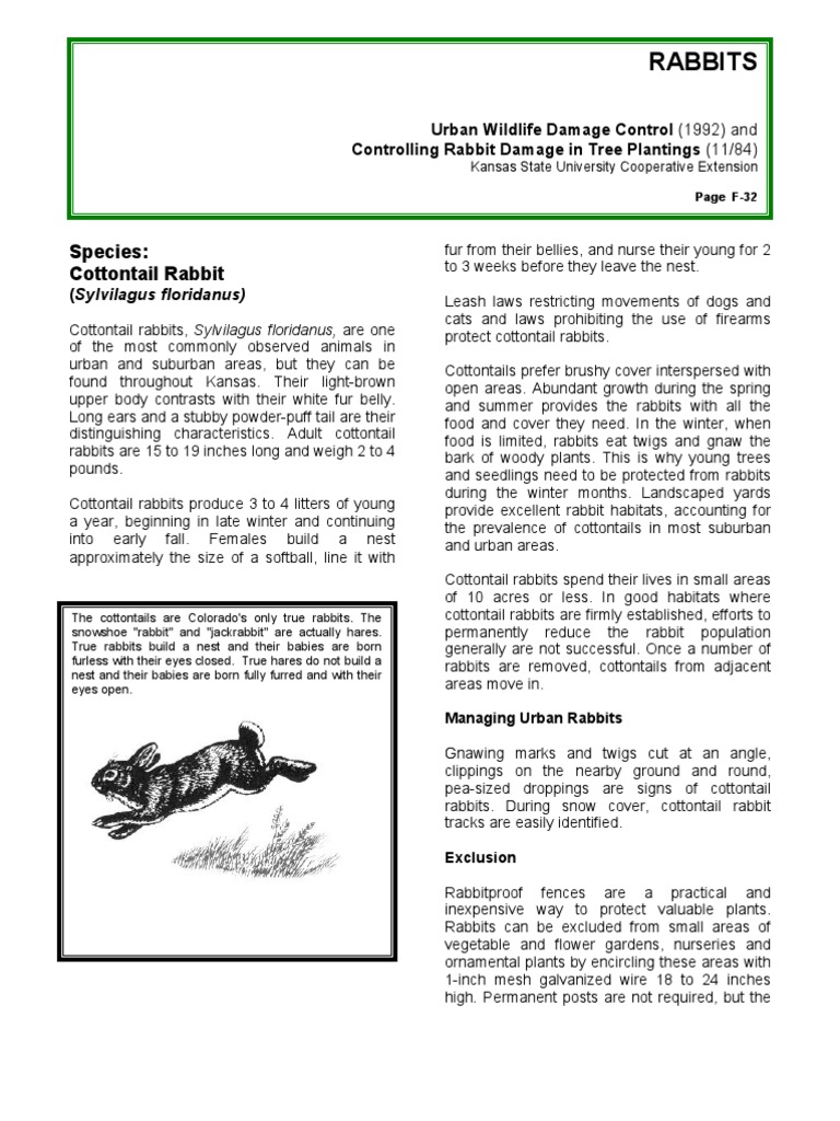 Cottontail Rabbit Management Guide | PDF | Rabbit | Hare