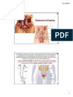 Apostila - Aula de SISTEMA URINÁRIO
