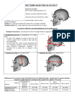 Craniometrie