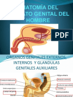Anatomía Sistema Genital Del Varón