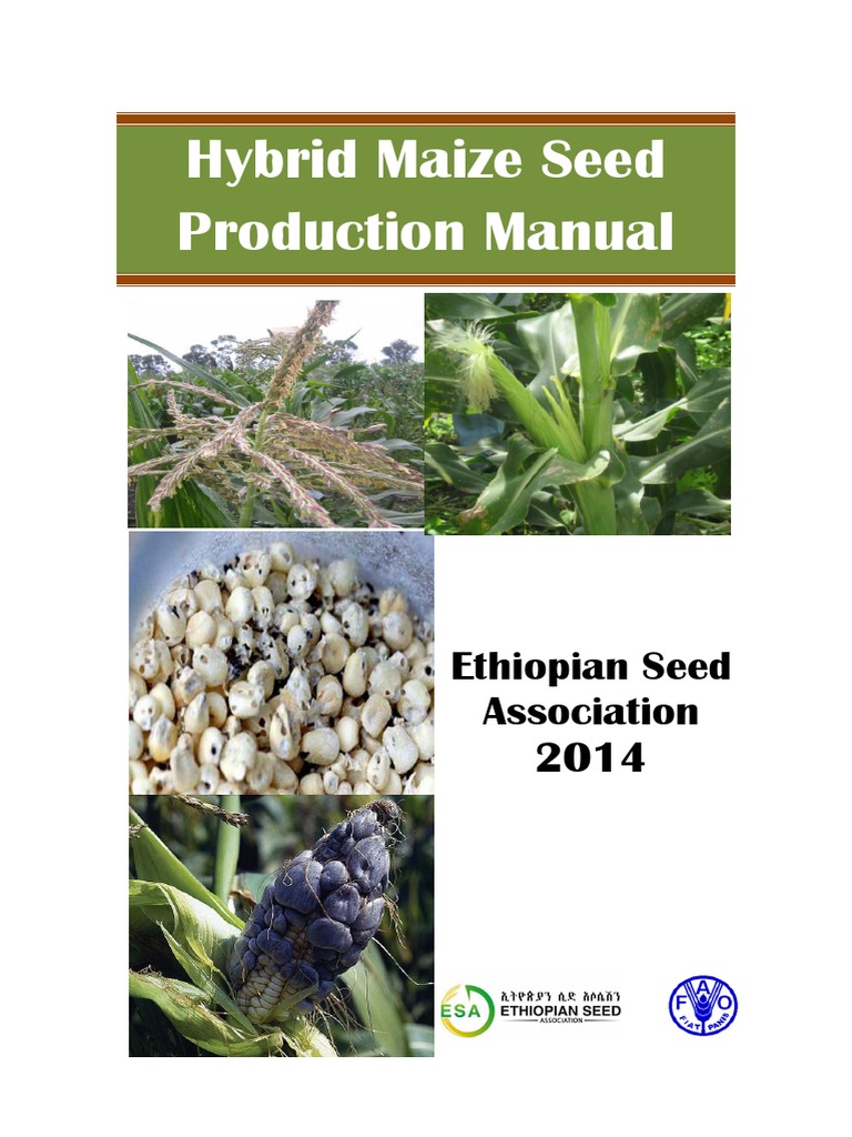 Hybrid Maize Seed Production Manual | PDF | Maize | Hybrid (Biology)