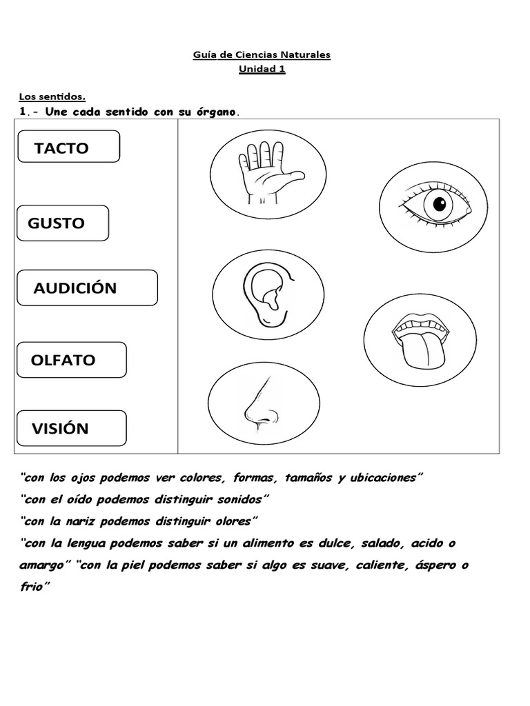 Guía de los Sentidos en Ciencias Naturales | PDF