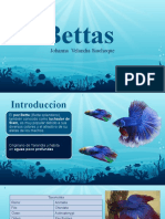 Betta