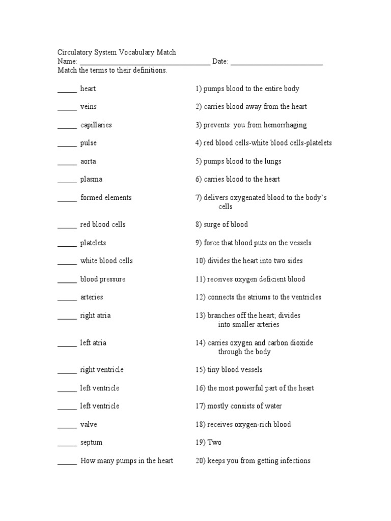 Circulatory System Match | PDF | Heart | Circulatory System