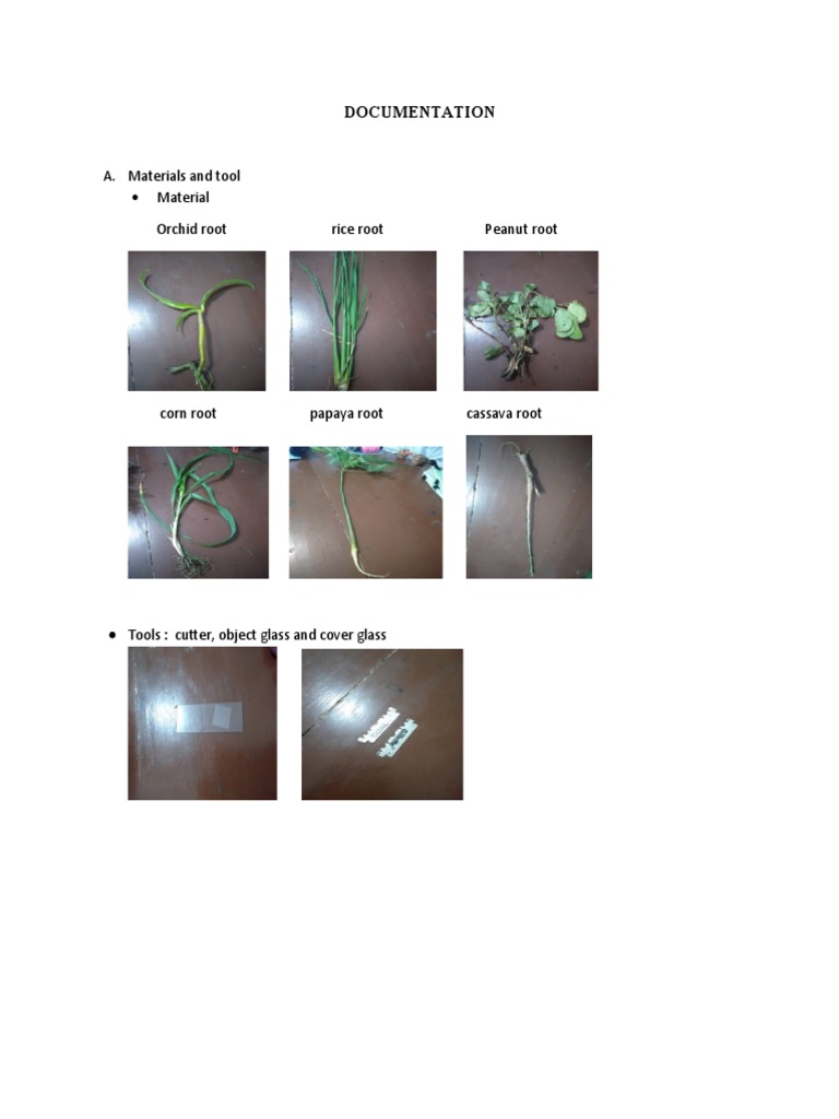 Documentation: A. Materials and Tool Material Orchid Root Rice Root ...