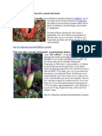 Flor mas Grande y pesada del mundo PDF