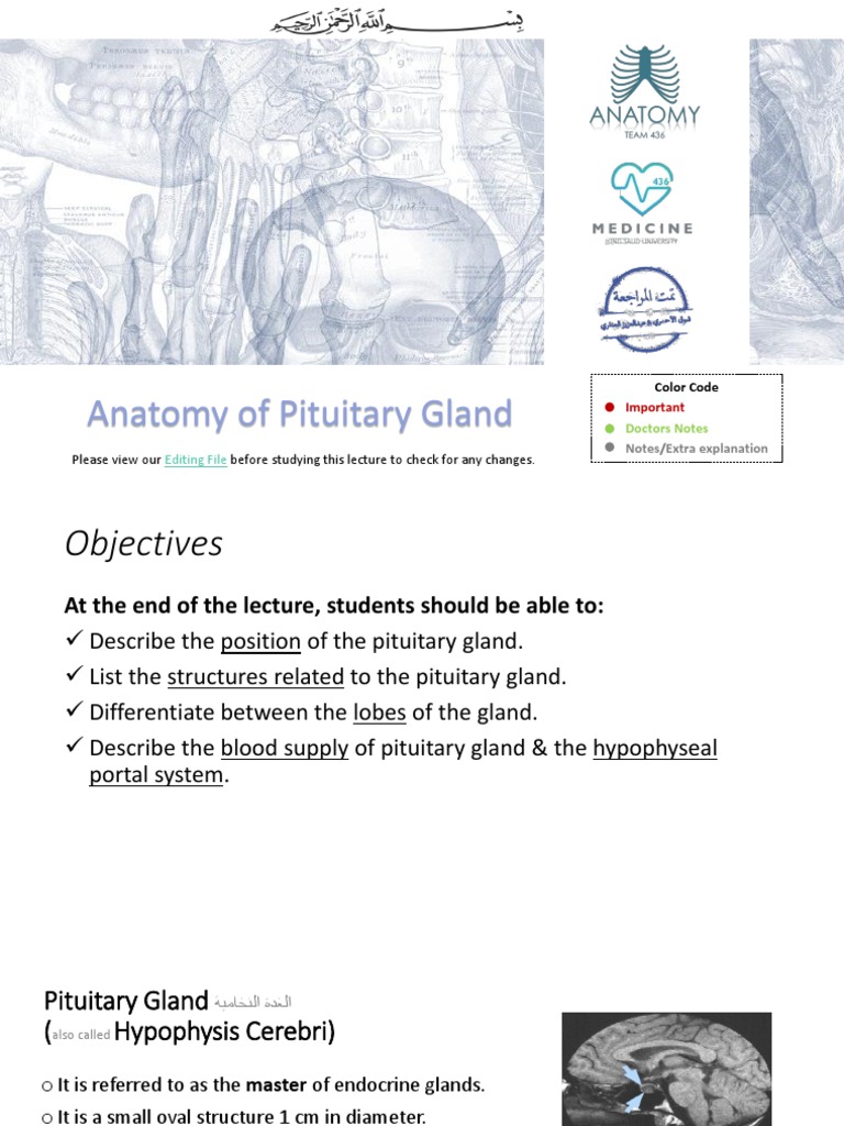 1-Anatomy of The Pituitary Gland (Updated) | PDF | Pituitary Gland