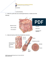 Activity 4: The Integumentary System