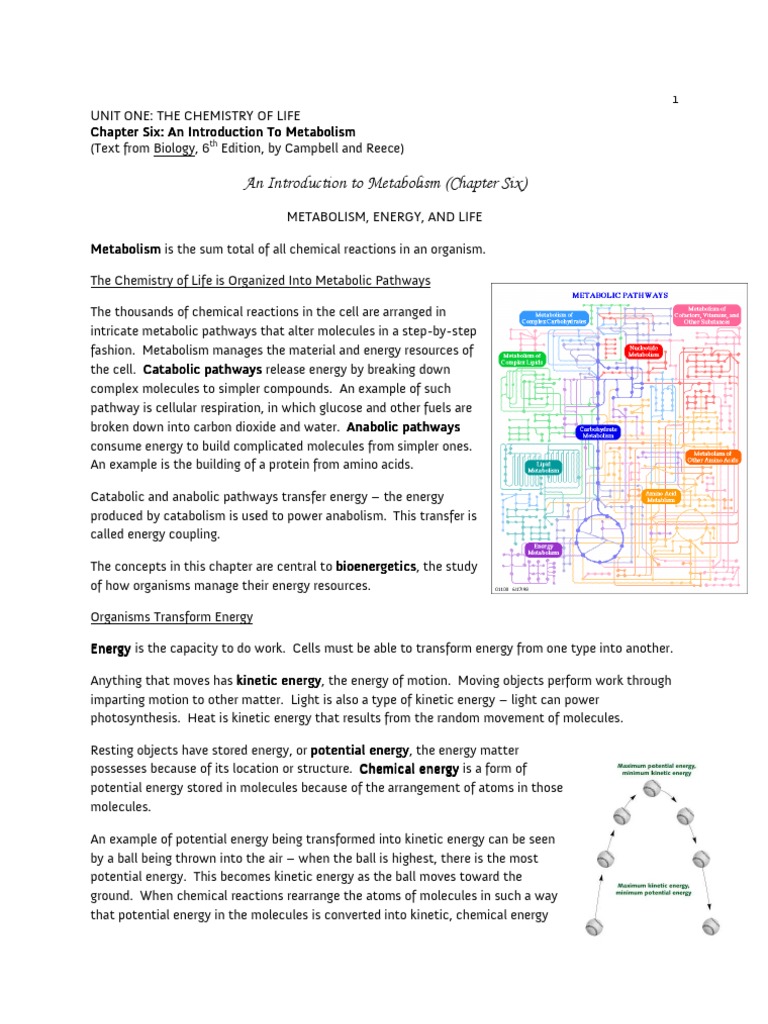Understanding Metabolism and Energy | PDF | Active Site | Enzyme