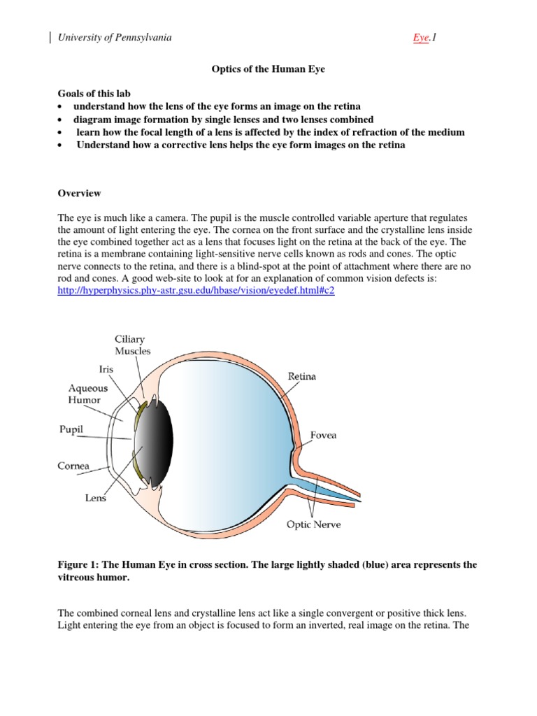 Optics of The Human Eye Goals of This Lab PDF Lens (Optics) Human Eye