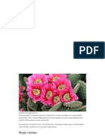 Opuntia Kaktus Domaći Uzgoj Od Sjemena Kod Kuće Transplantacija I Njega Fotografija Vrsta - Bilje