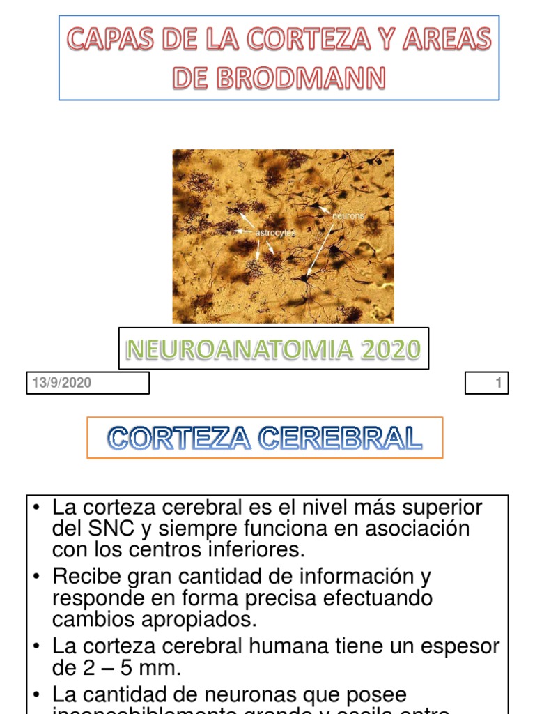 Capas de La Corteza y Areas de Brodmann | PDF | Corteza cerebral ...