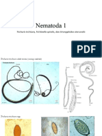 Nematoda 1: Trichuris Trichiura, Trichinella Spiralis, Dan Strongyloides Stercoralis