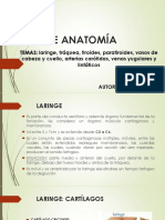 Clase de Anatomía LARINGE-TRÁQUEA-TIROIDES-VASOS