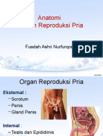 Sistem Reproduksi Pria