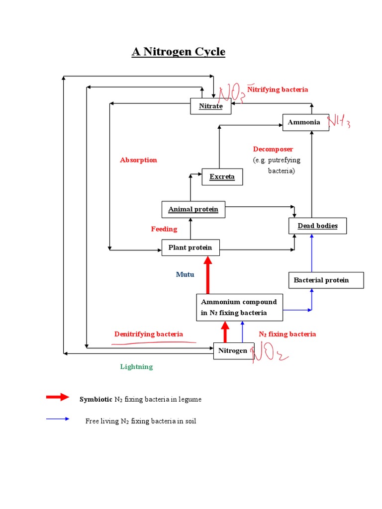 The Complex Interactions of the Nitrogen Cycle: How Nitrifying Bacteria ...