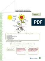 fotosintesis pauta_doc