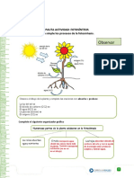 Fotosintesis Pauta - Doc