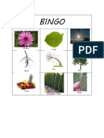 BINGO Plants Cards