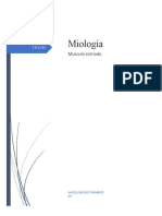 Estructura Del Músculo Estríado