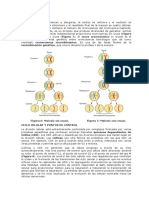 Division Celular Mitosis Meiosis