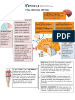 Mapa mental del sistema nervioso central en