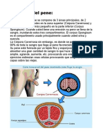 Anatomía Del Pene