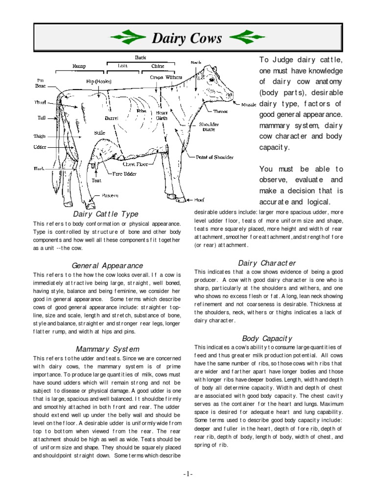 Judging Dairy Cows | PDF | Dairy Cattle | Cattle