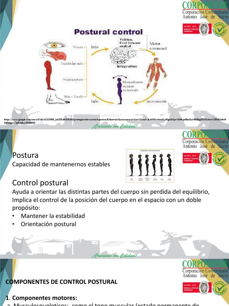 Control Postural y sus Componentes | PDF | Corteza cerebral | Neurociencia