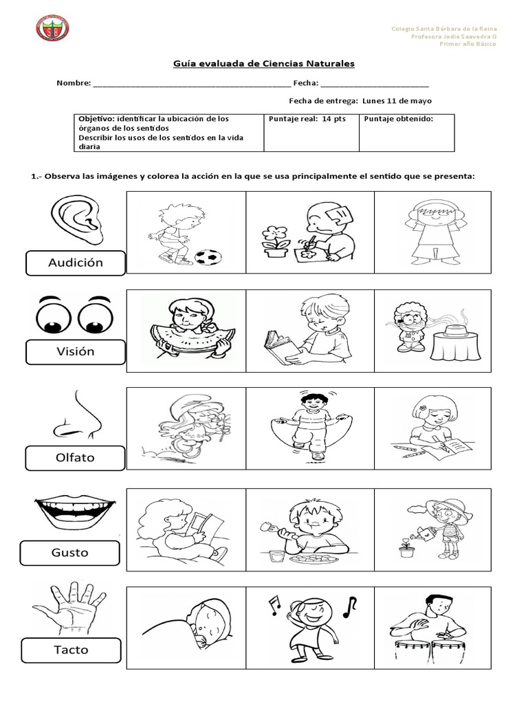 Guía de los Sentidos para Primero Básico | PDF