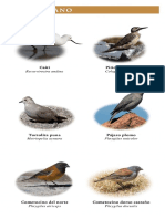 Aves de Chile - Planeta Sostenible