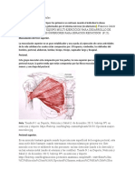 Clasificación de los músculos (1)