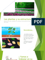 LAS PLANTAS Y SU PARTES 4