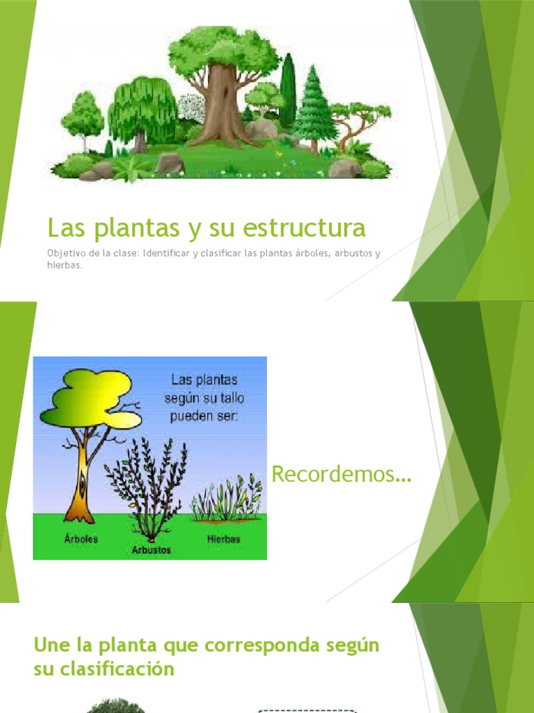 Árboles, Arbustos y Hierba 8 | PDF