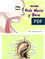 anatomia orl