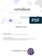 Clostridium SPP