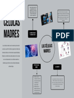 Mapa Mental Célula Madre