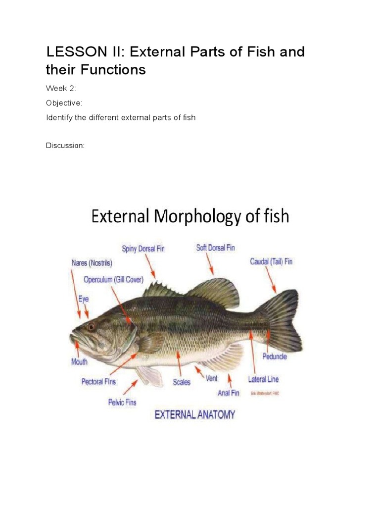 LESSON II External Parts of Fish and Their Functions PDF Fish Mouth