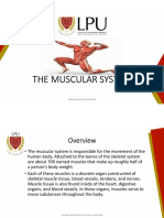 The Muscylar System