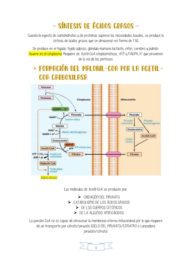 Síntesis de ácidos grasos PDF Ácido graso Biosíntesis