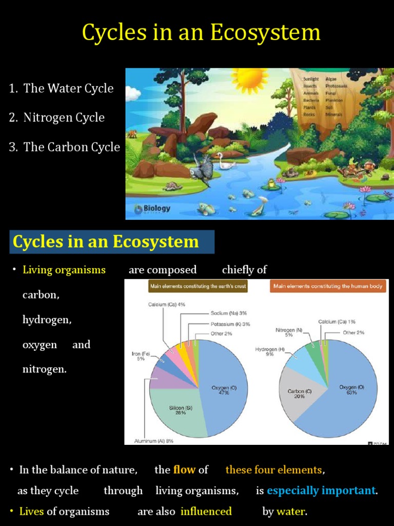Cycles in An Ecosystem PDF Nitrogen Ecosystem
