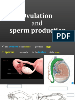 Ovulation and Sperm Production
