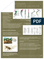 Homologie Und Analogie Final