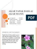 Akar Tapak Dara & Akar Manis